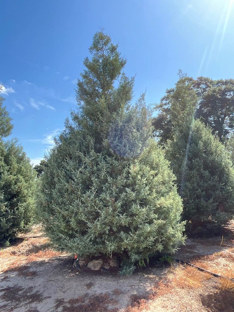 cupressus-arizonica-glabra-carolina-sapphire-arizona-blue-cypress-smooth-bark-arizona-cypress-callitropsis-glabra