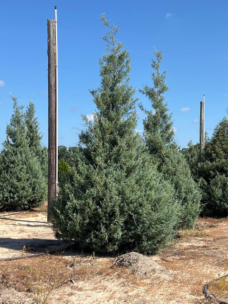 cupressus-arizonica-glabra-carolina-sapphire-arizona-blue-cypress-smooth-bark-arizona-cypress-callitropsis-glabra