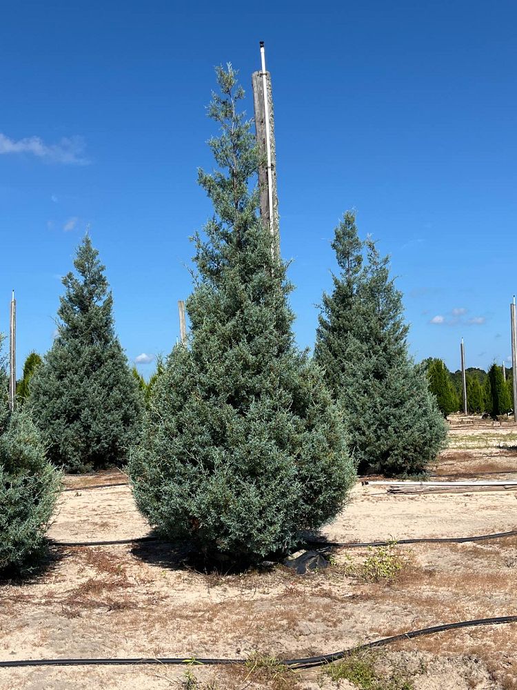 cupressus-arizonica-glabra-carolina-sapphire-arizona-blue-cypress-smooth-bark-arizona-cypress-callitropsis-glabra