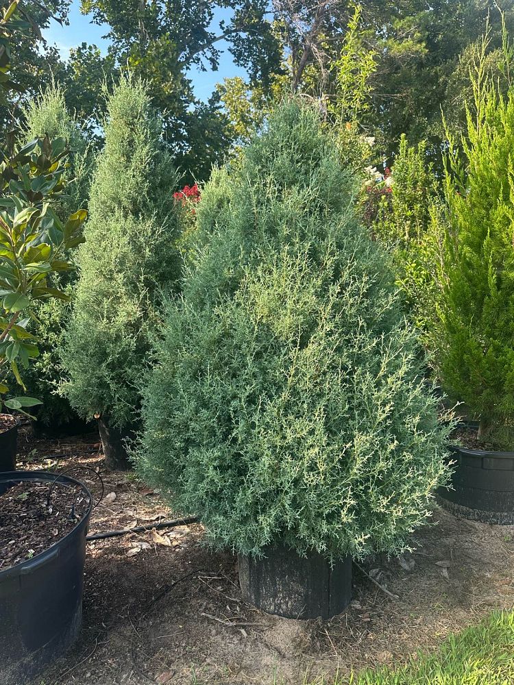 cupressus-arizonica-glabra-carolina-sapphire-arizona-blue-cypress-smooth-bark-arizona-cypress-callitropsis-glabra