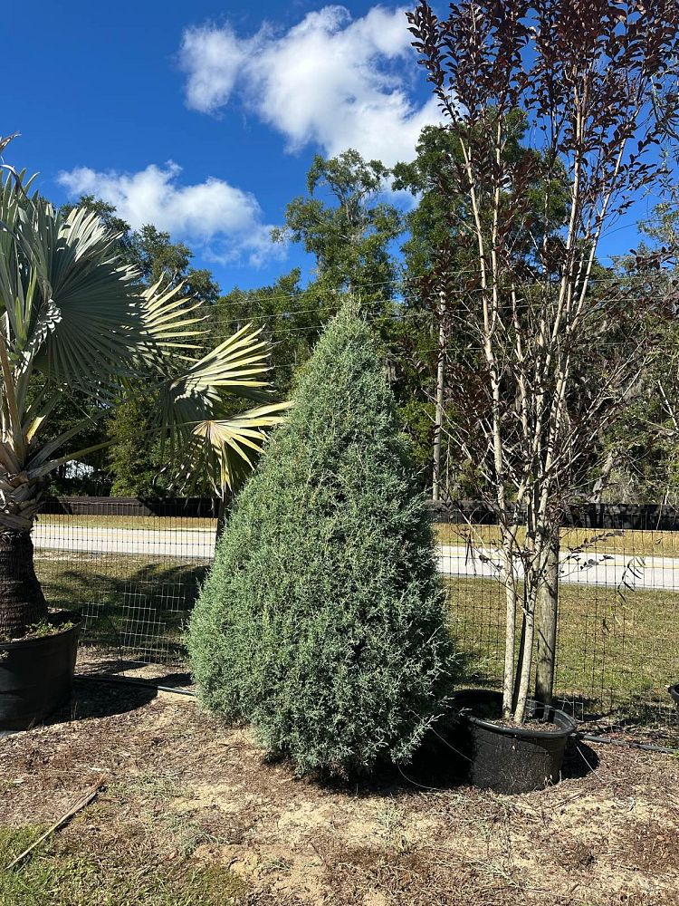 cupressus-arizonica-glabra-carolina-sapphire-arizona-blue-cypress-smooth-bark-arizona-cypress-callitropsis-glabra