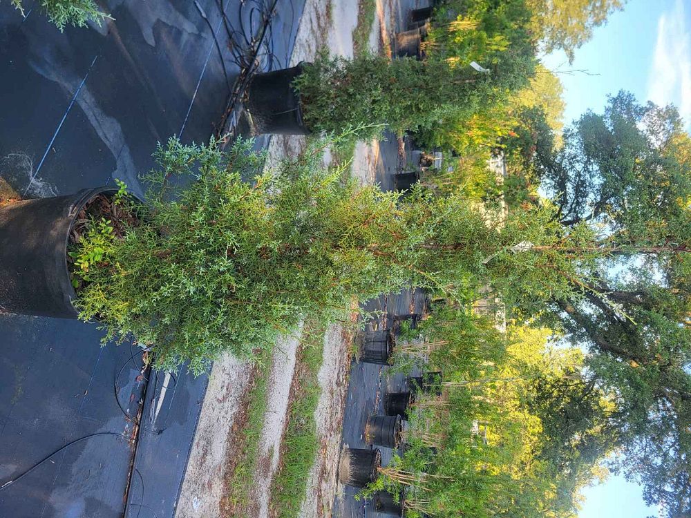 cupressus-arizonica-glabra-carolina-sapphire-arizona-blue-cypress-smooth-bark-arizona-cypress-callitropsis-glabra