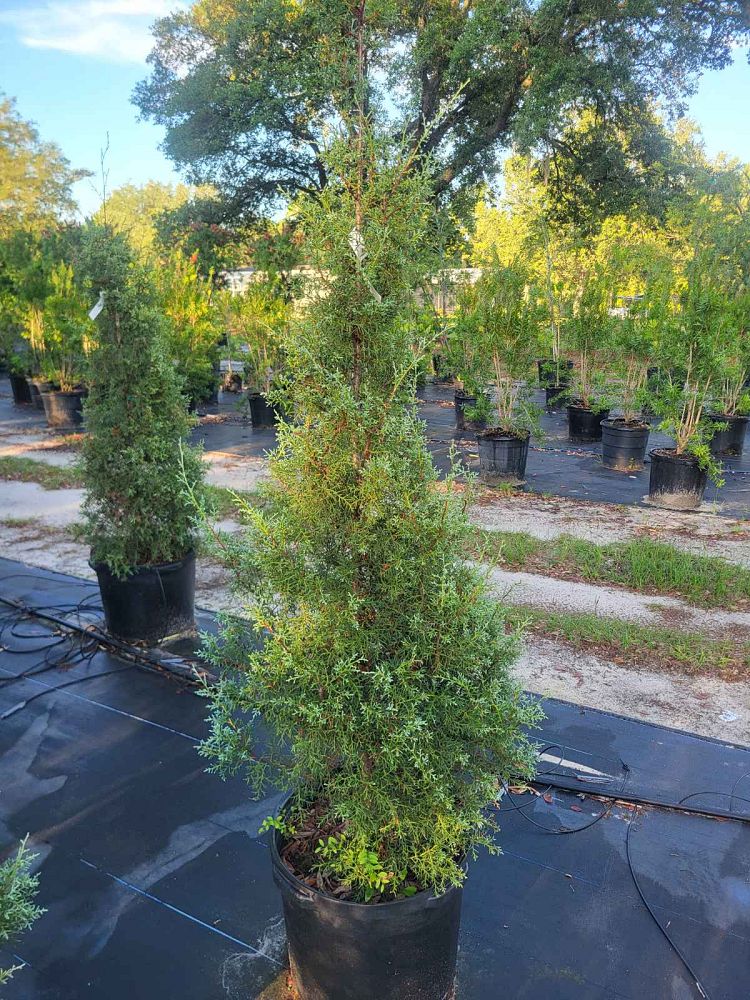 cupressus-arizonica-glabra-carolina-sapphire-arizona-blue-cypress-smooth-bark-arizona-cypress-callitropsis-glabra