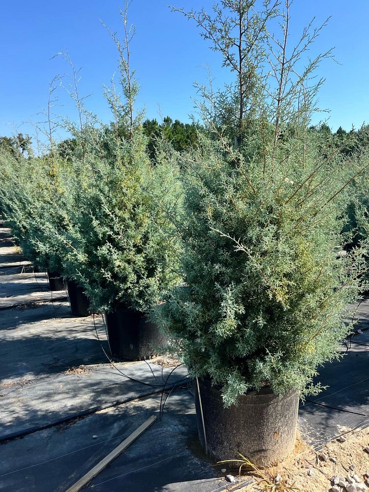 cupressus-arizonica-glabra-carolina-sapphire-arizona-blue-cypress-smooth-bark-arizona-cypress-callitropsis-glabra
