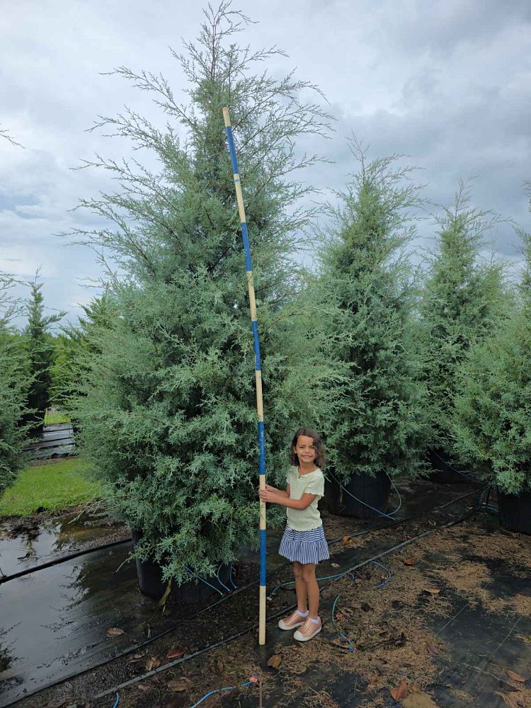 cupressus-arizonica-glabra-carolina-sapphire-arizona-blue-cypress-smooth-bark-arizona-cypress-callitropsis-glabra