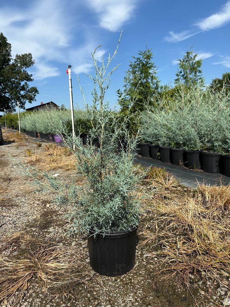 cupressus-arizonica-glabra-carolina-sapphire-arizona-blue-cypress-smooth-bark-arizona-cypress-callitropsis-glabra