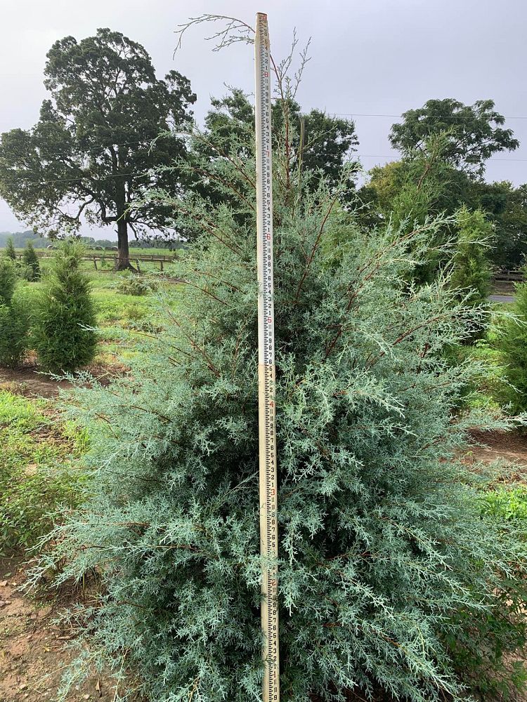 cupressus-arizonica-glabra-carolina-sapphire-arizona-blue-cypress-smooth-bark-arizona-cypress-callitropsis-glabra