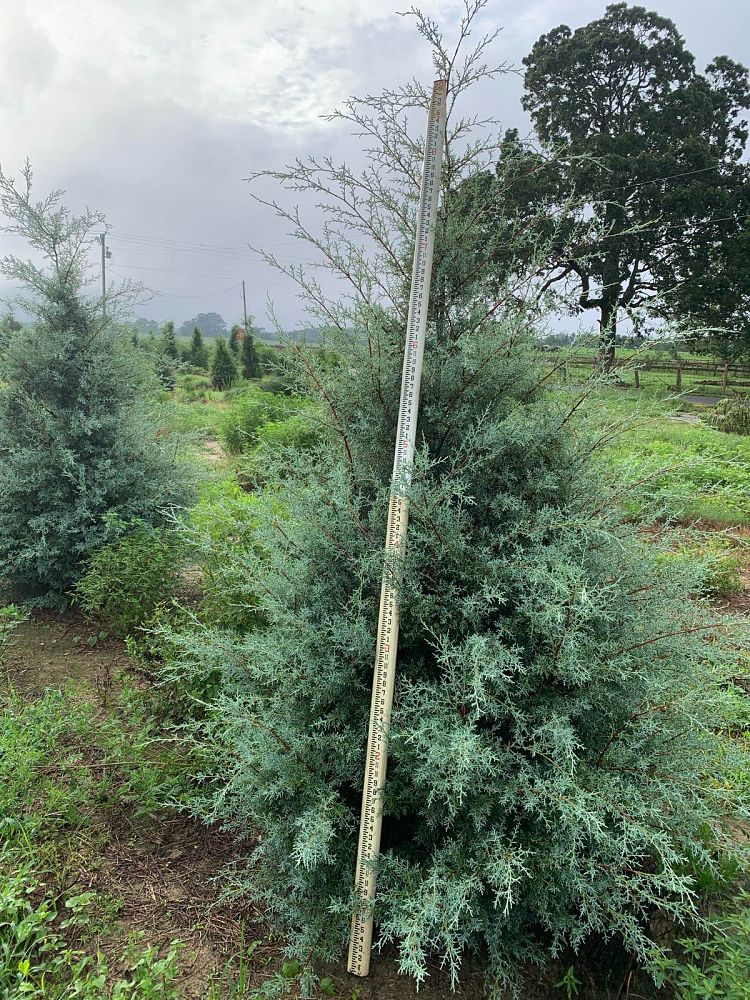 cupressus-arizonica-glabra-carolina-sapphire-arizona-blue-cypress-smooth-bark-arizona-cypress-callitropsis-glabra