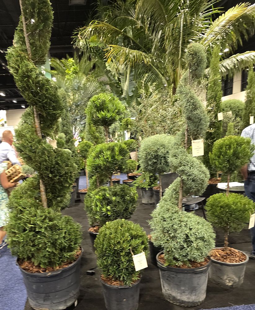 cupressus-arizonica-glabra-carolina-sapphire-arizona-blue-cypress-smooth-bark-arizona-cypress-callitropsis-glabra