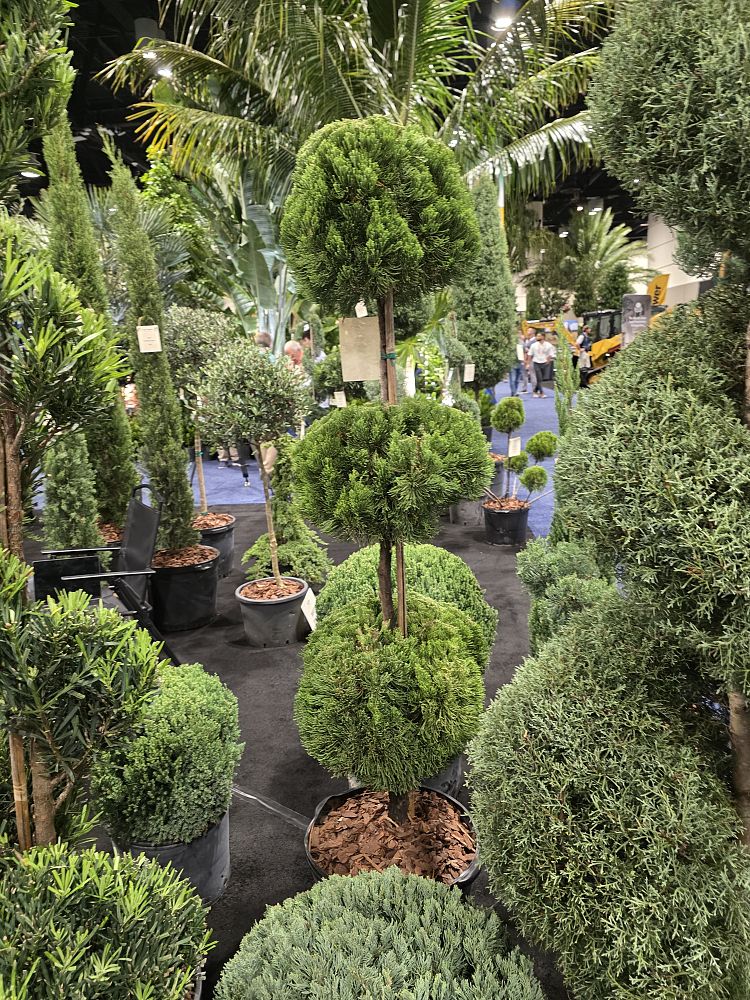 cupressus-arizonica-glabra-carolina-sapphire-arizona-blue-cypress-smooth-bark-arizona-cypress-callitropsis-glabra