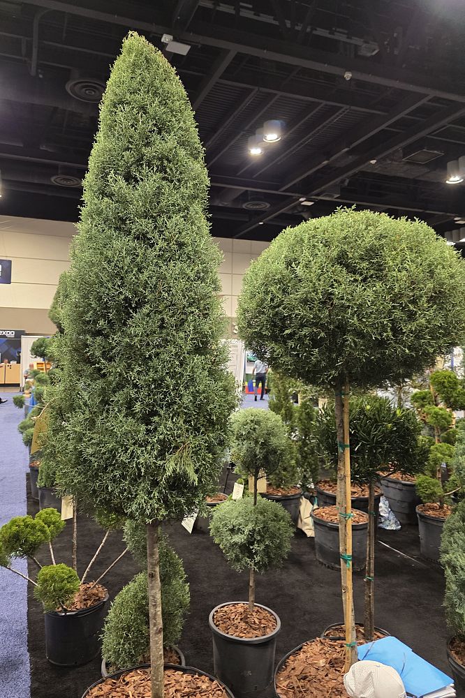 cupressus-arizonica-glabra-carolina-sapphire-arizona-blue-cypress-smooth-bark-arizona-cypress-callitropsis-glabra