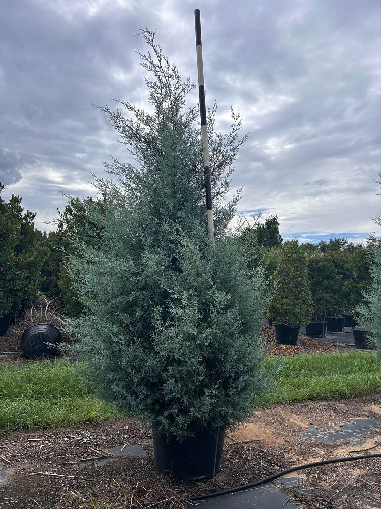 cupressus-arizonica-glabra-carolina-sapphire-arizona-blue-cypress-smooth-bark-arizona-cypress-callitropsis-glabra