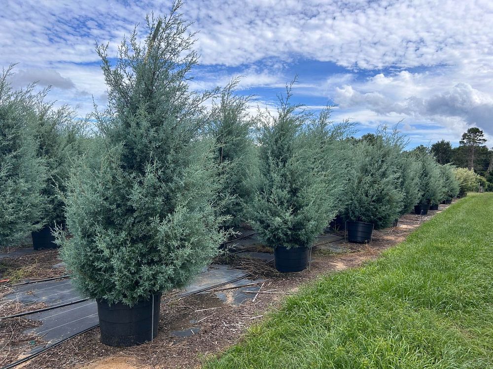 cupressus-arizonica-glabra-carolina-sapphire-arizona-blue-cypress-smooth-bark-arizona-cypress-callitropsis-glabra