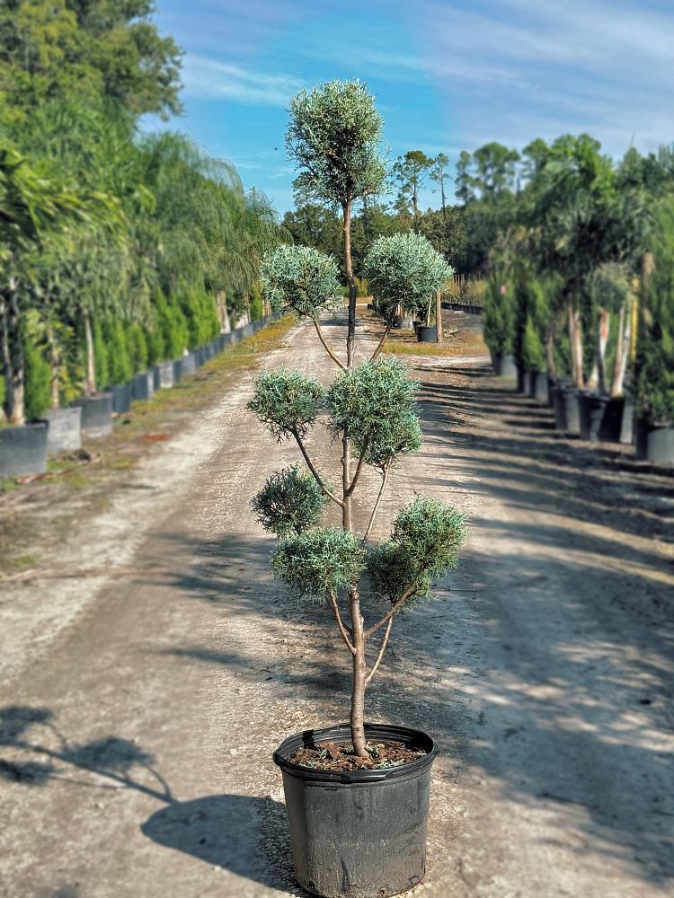 cupressus-arizonica-glabra-carolina-sapphire-arizona-blue-cypress-smooth-bark-arizona-cypress-callitropsis-glabra