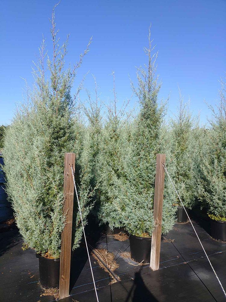 cupressus-arizonica-glabra-carolina-sapphire-arizona-blue-cypress-smooth-bark-arizona-cypress-callitropsis-glabra