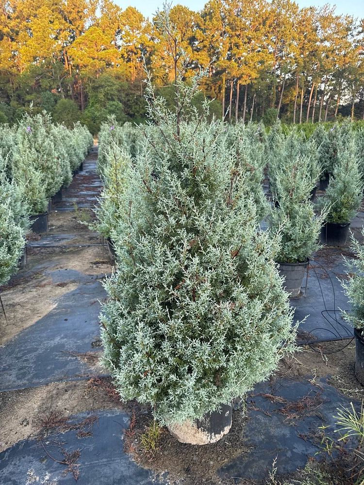 cupressus-arizonica-glabra-carolina-sapphire-arizona-blue-cypress-smooth-bark-arizona-cypress-callitropsis-glabra