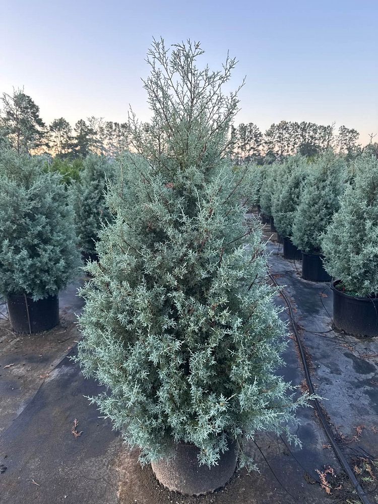 cupressus-arizonica-glabra-carolina-sapphire-arizona-blue-cypress-smooth-bark-arizona-cypress-callitropsis-glabra