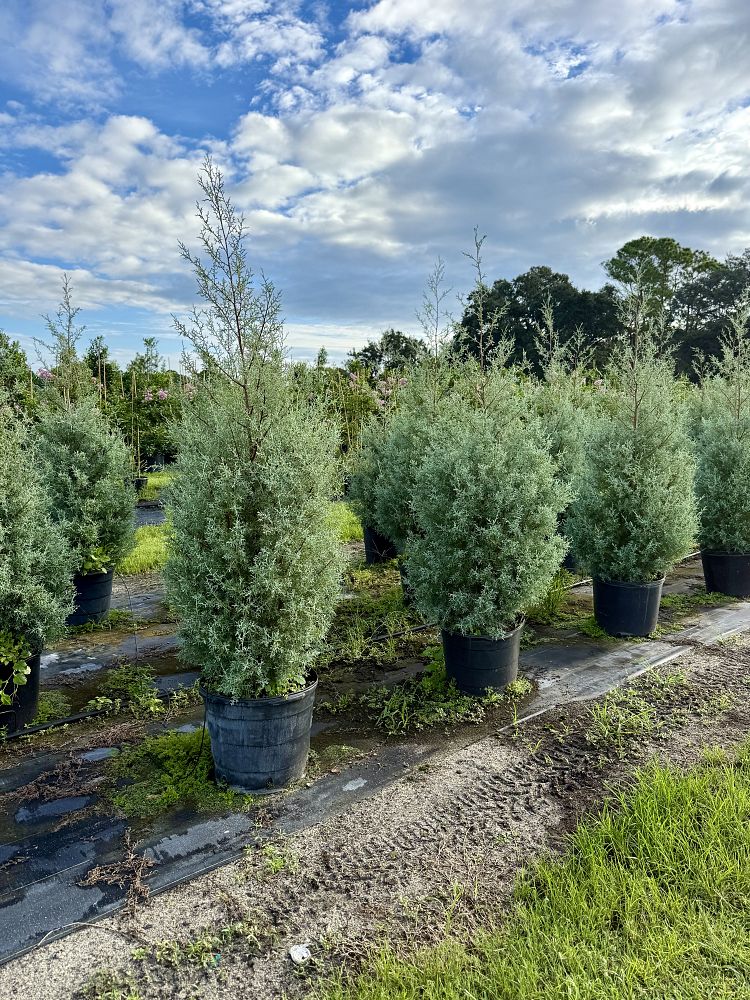 cupressus-arizonica-glabra-carolina-sapphire-arizona-blue-cypress-smooth-bark-arizona-cypress-callitropsis-glabra
