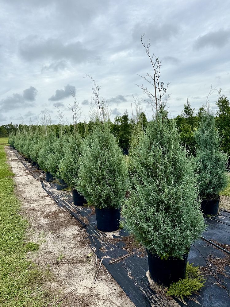 cupressus-arizonica-glabra-carolina-sapphire-arizona-blue-cypress-smooth-bark-arizona-cypress-callitropsis-glabra