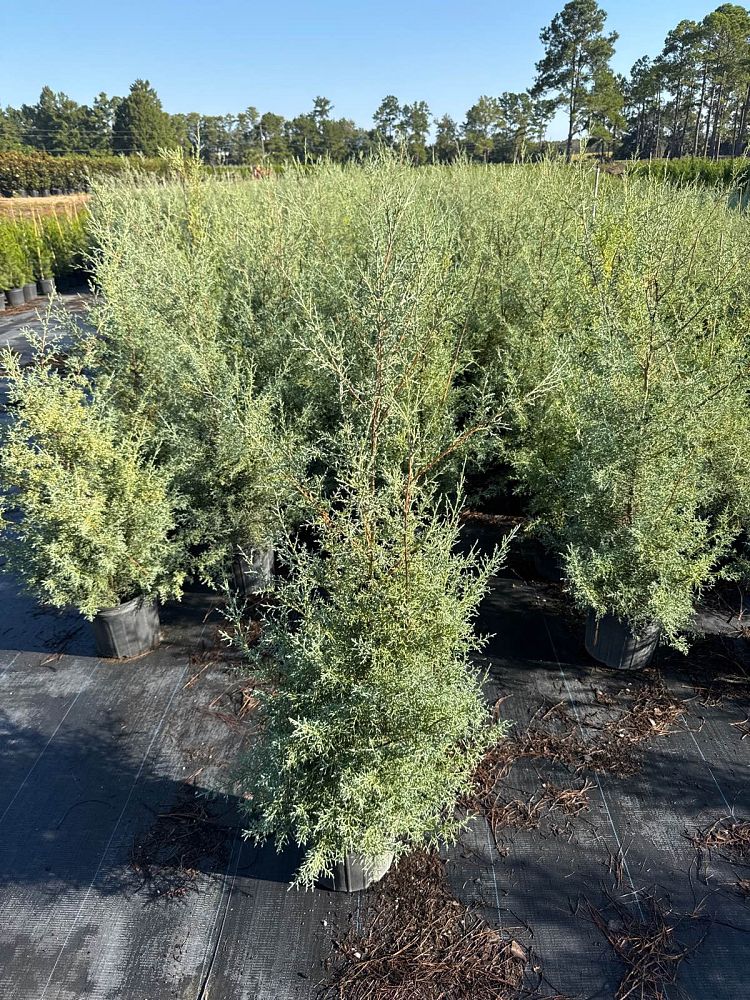 cupressus-arizonica-glabra-carolina-sapphire-arizona-blue-cypress-smooth-bark-arizona-cypress-callitropsis-glabra