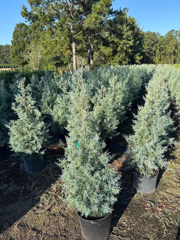 cupressus-arizonica-glabra-carolina-sapphire-arizona-blue-cypress-smooth-bark-arizona-cypress-callitropsis-glabra