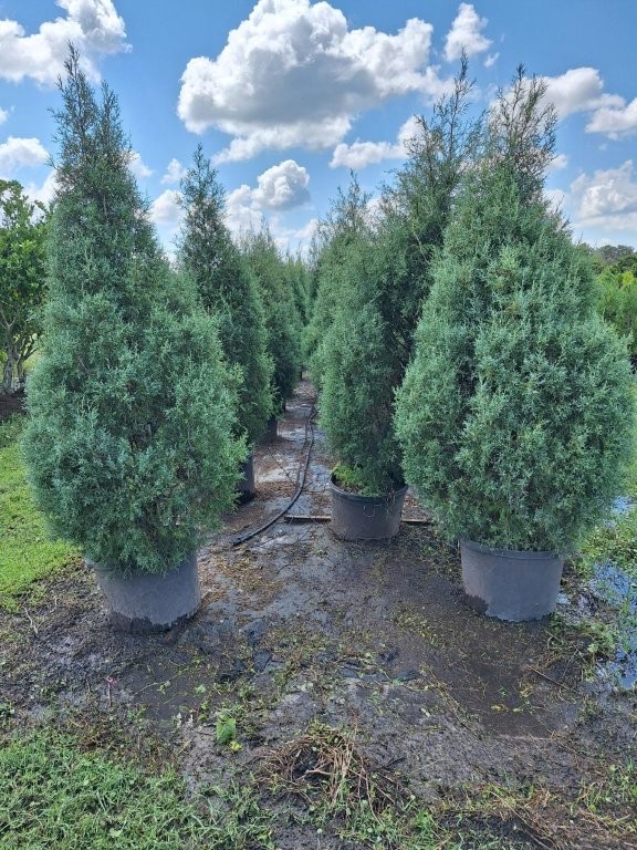 cupressus-arizonica-glabra-carolina-sapphire-arizona-blue-cypress-smooth-bark-arizona-cypress-callitropsis-glabra