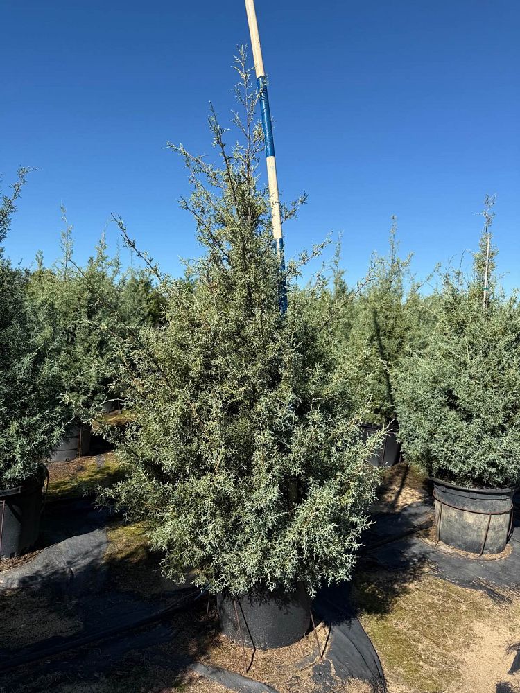 cupressus-arizonica-glabra-carolina-sapphire-arizona-blue-cypress-smooth-bark-arizona-cypress-callitropsis-glabra