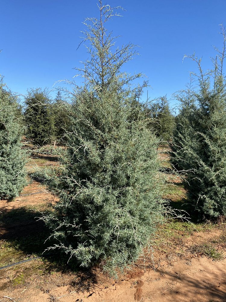 cupressus-arizonica-glabra-carolina-sapphire-arizona-blue-cypress-smooth-bark-arizona-cypress-callitropsis-glabra