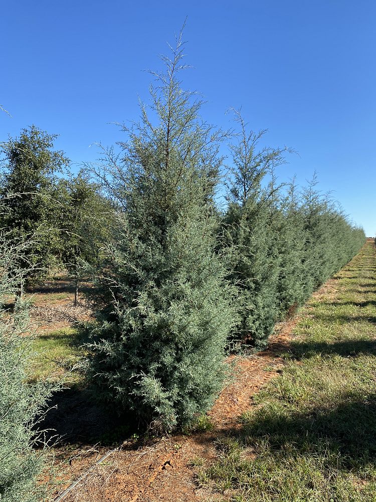 cupressus-arizonica-glabra-carolina-sapphire-arizona-blue-cypress-smooth-bark-arizona-cypress-callitropsis-glabra