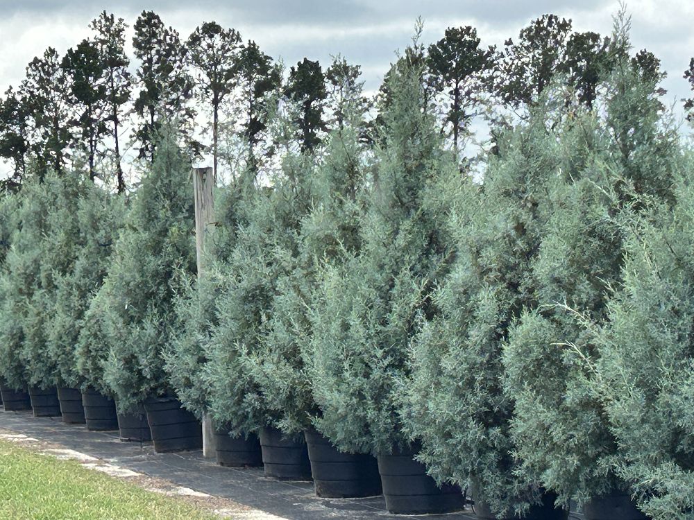 cupressus-arizonica-glabra-carolina-sapphire-arizona-blue-cypress-smooth-bark-arizona-cypress-callitropsis-glabra