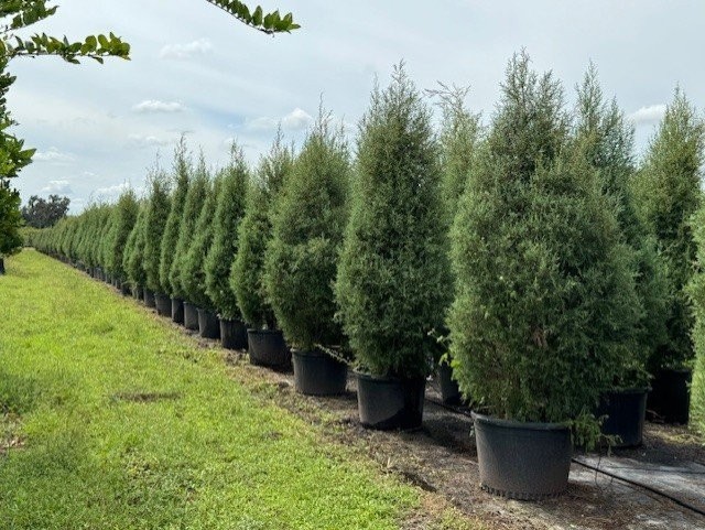 cupressus-arizonica-glabra-carolina-sapphire-arizona-blue-cypress-smooth-bark-arizona-cypress-callitropsis-glabra