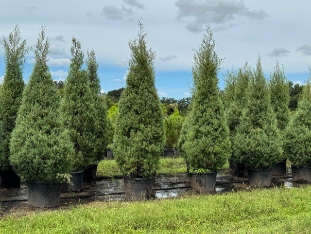 cupressus-arizonica-glabra-carolina-sapphire-arizona-blue-cypress-smooth-bark-arizona-cypress-callitropsis-glabra