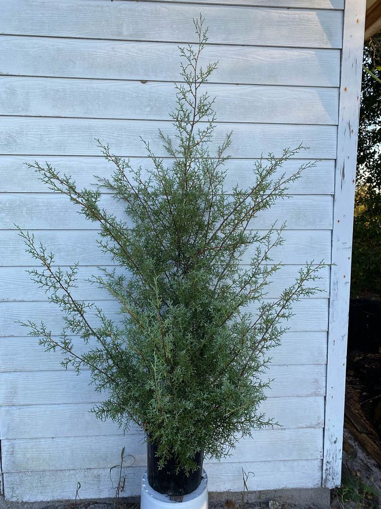 cupressus-arizonica-glabra-carolina-sapphire-arizona-blue-cypress-smooth-bark-arizona-cypress-callitropsis-glabra