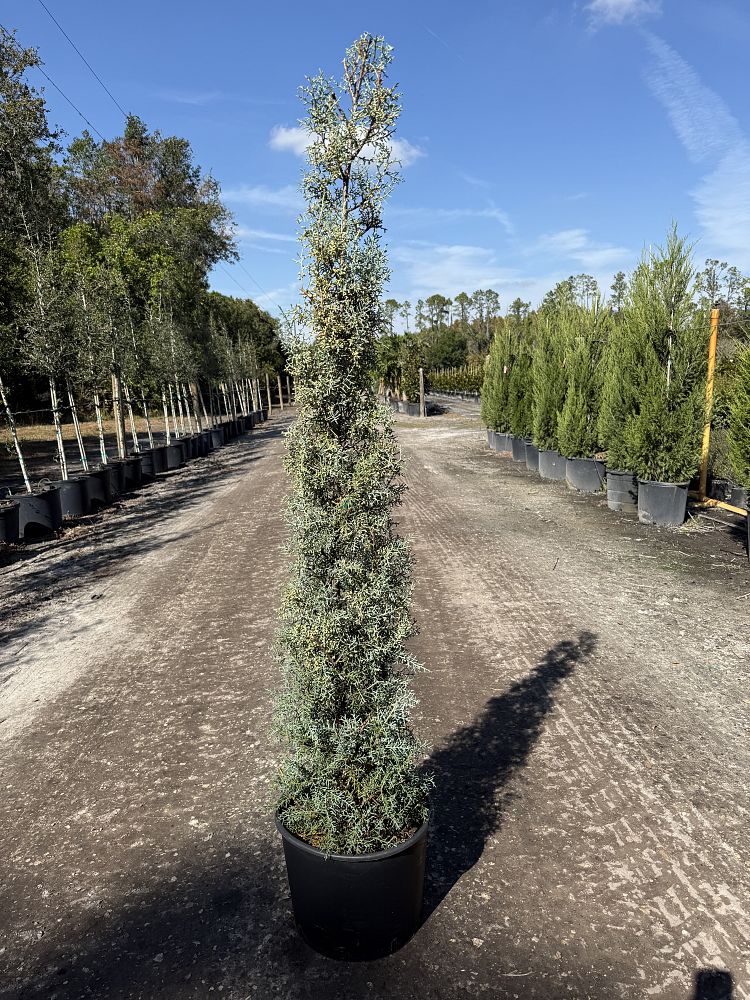 cupressus-arizonica-glabra-carolina-sapphire-arizona-blue-cypress-smooth-bark-arizona-cypress-callitropsis-glabra