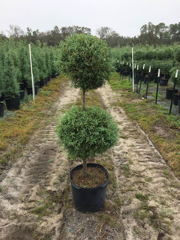 cupressus-arizonica-glabra-carolina-sapphire-topiary-2-ball-arizona-blue-cypress-smooth-bark-arizona-cypress-callitropsis-glabra