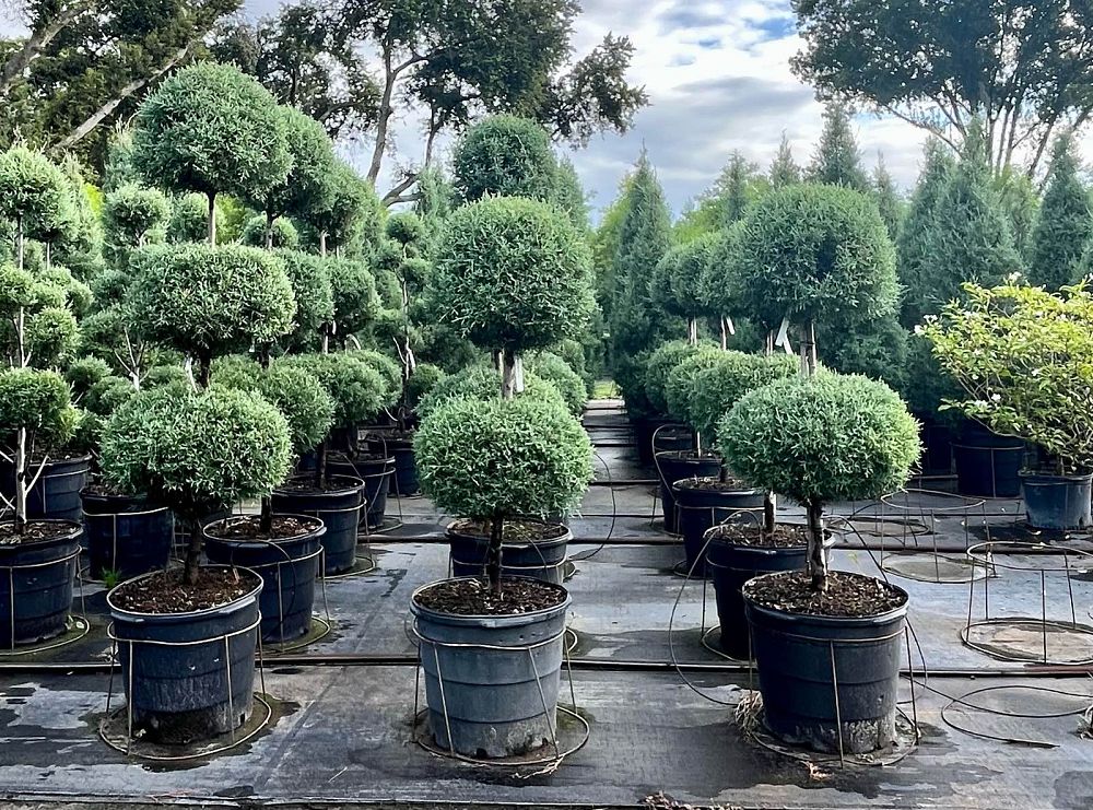 cupressus-arizonica-glabra-carolina-sapphire-topiary-2-ball-arizona-blue-cypress-smooth-bark-arizona-cypress-callitropsis-glabra