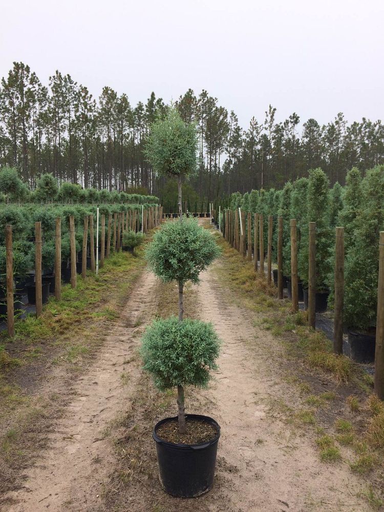 cupressus-arizonica-glabra-carolina-sapphire-topiary-3-ball-arizona-blue-cypress-smooth-bark-arizona-cypress-callitropsis-glabra