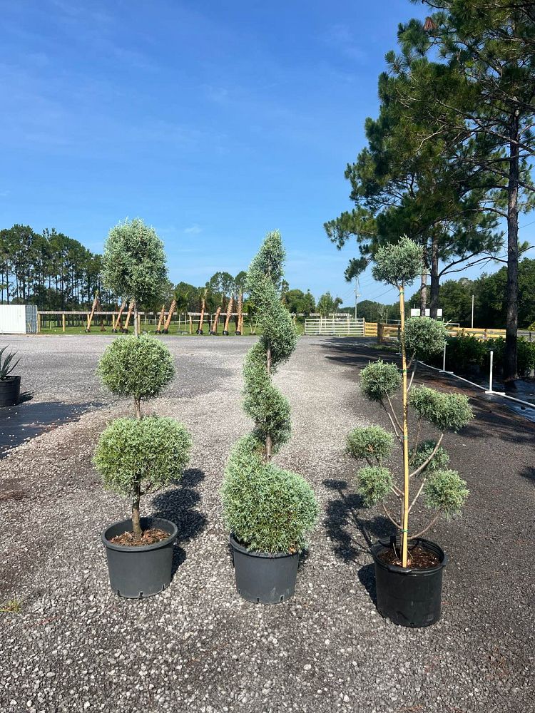 cupressus-arizonica-glabra-carolina-sapphire-topiary-3-ball-arizona-blue-cypress-smooth-bark-arizona-cypress-callitropsis-glabra