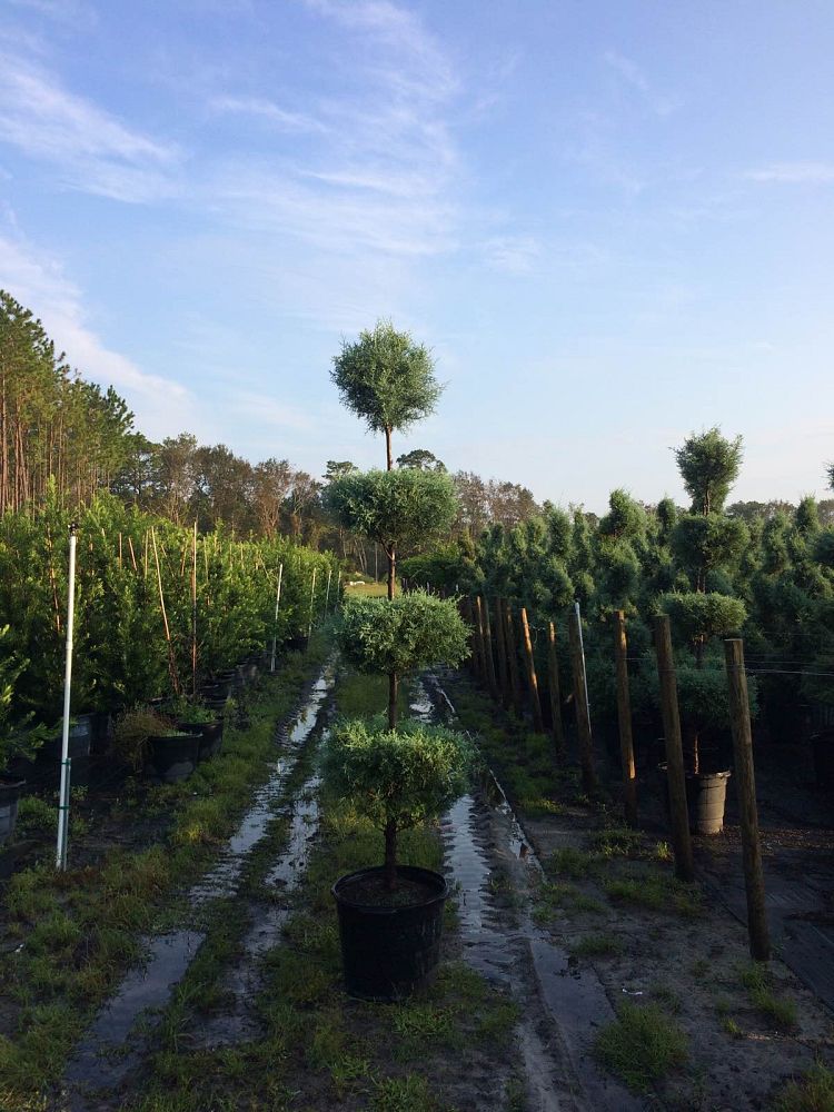 cupressus-arizonica-glabra-carolina-sapphire-topiary-4-tier-arizona-blue-cypress-smooth-bark-arizona-cypress-callitropsis-glabra
