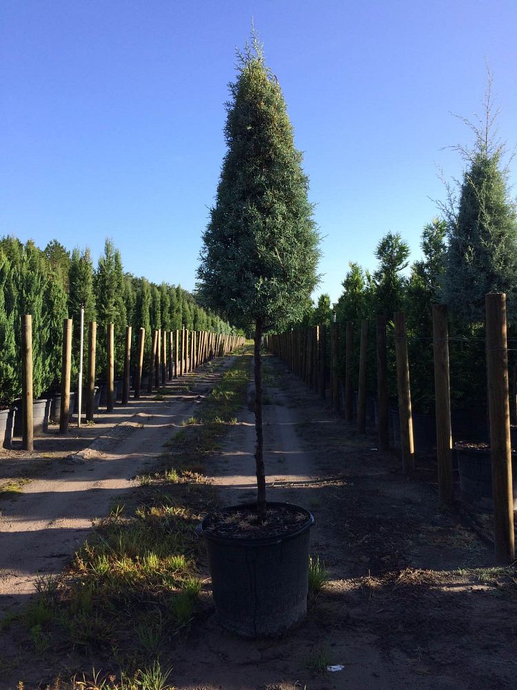 cupressus-arizonica-glabra-carolina-sapphire-topiary-arizona-blue-cypress-smooth-bark-arizona-cypress-callitropsis-glabra