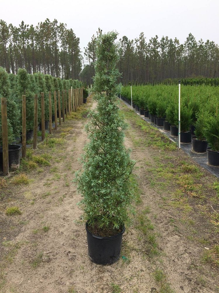 cupressus-arizonica-glabra-carolina-sapphire-topiary-cone-arizona-blue-cypress-smooth-bark-arizona-cypress-callitropsis-glabra