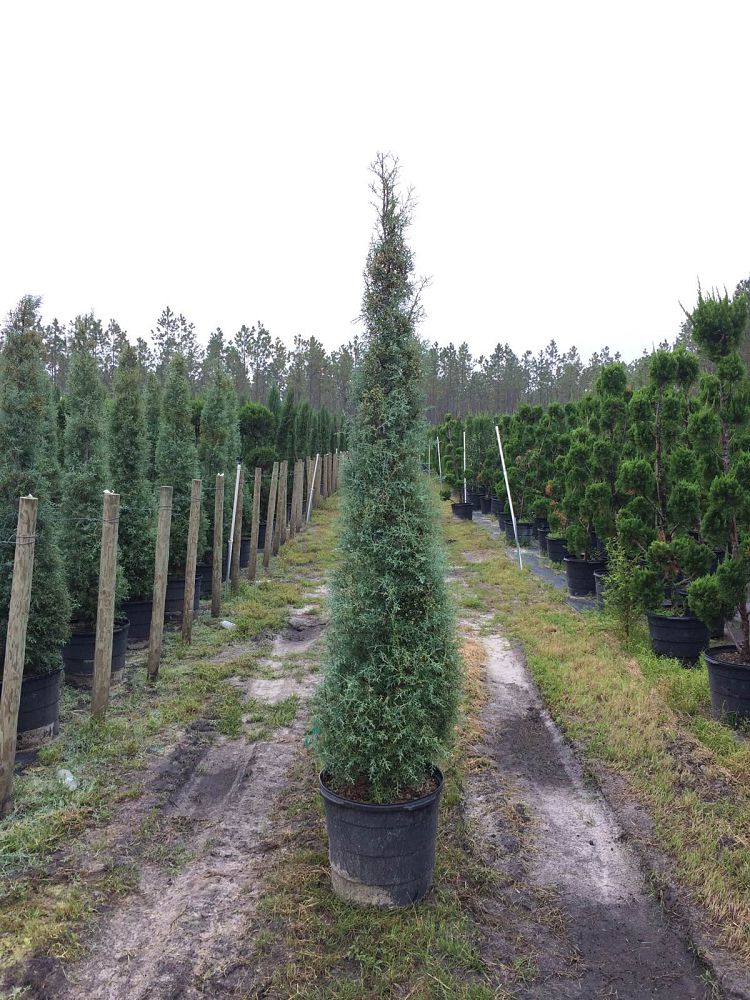 cupressus-arizonica-glabra-carolina-sapphire-topiary-cone-arizona-blue-cypress-smooth-bark-arizona-cypress-callitropsis-glabra