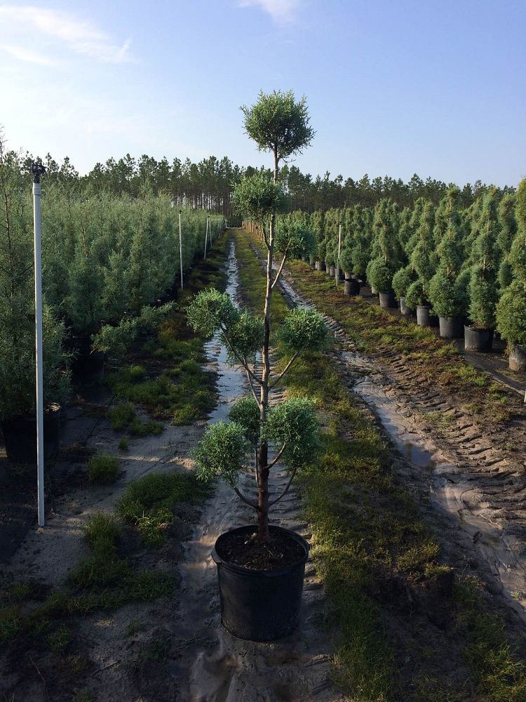 cupressus-arizonica-glabra-carolina-sapphire-topiary-pompom-arizona-blue-cypress-smooth-bark-arizona-cypress-callitropsis-glabra