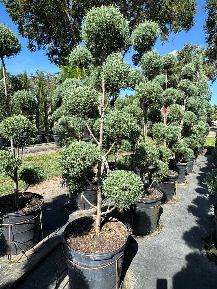cupressus-arizonica-glabra-carolina-sapphire-topiary-pompom-arizona-blue-cypress-smooth-bark-arizona-cypress-callitropsis-glabra