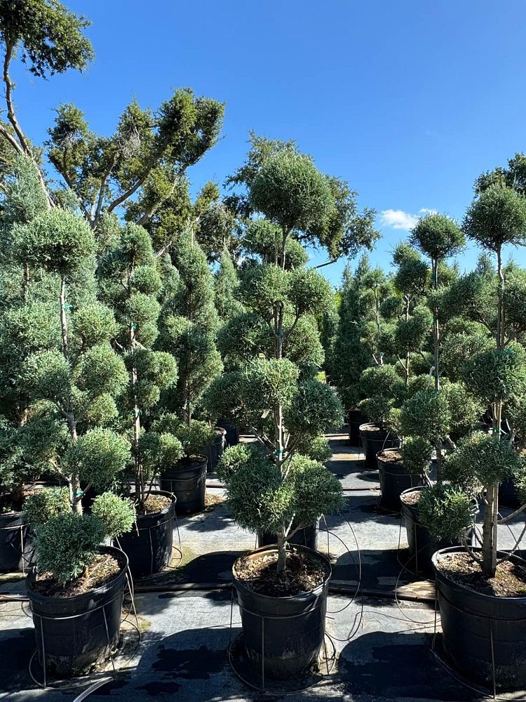 cupressus-arizonica-glabra-carolina-sapphire-topiary-pompom-arizona-blue-cypress-smooth-bark-arizona-cypress-callitropsis-glabra