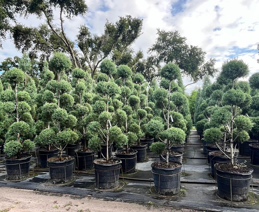 cupressus-arizonica-glabra-carolina-sapphire-topiary-pompom-arizona-blue-cypress-smooth-bark-arizona-cypress-callitropsis-glabra