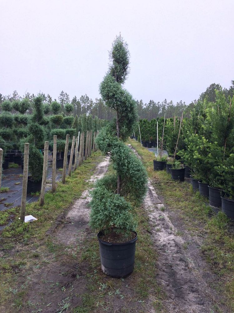 V G Topiary Plantant Cupressus Arizonica Glabra Carolina Shire Topiary Spiral Arizona