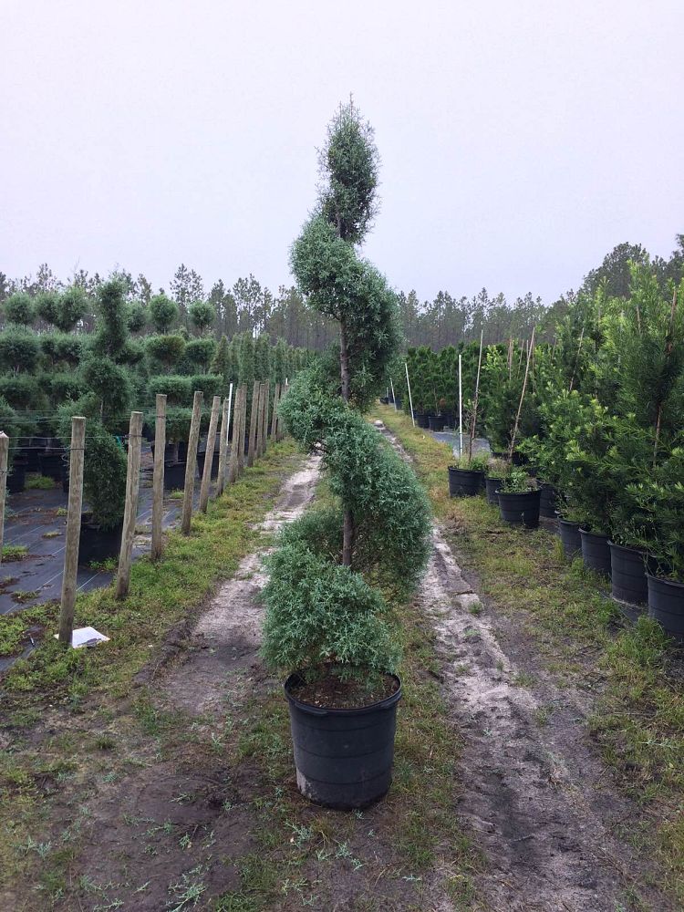 cupressus-arizonica-glabra-carolina-sapphire-topiary-spiral-arizona-blue-cypress-smooth-bark-arizona-cypress-callitropsis-glabra