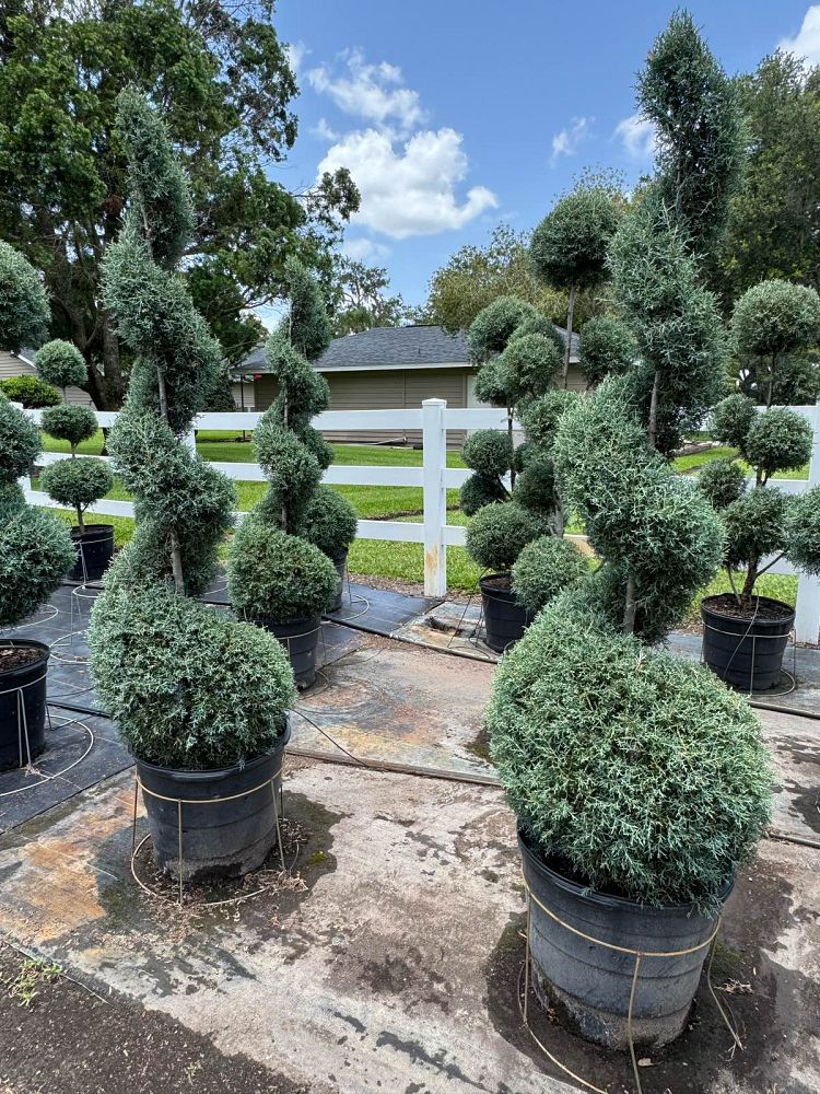 cupressus-arizonica-glabra-carolina-sapphire-topiary-spiral-arizona-blue-cypress-smooth-bark-arizona-cypress-callitropsis-glabra
