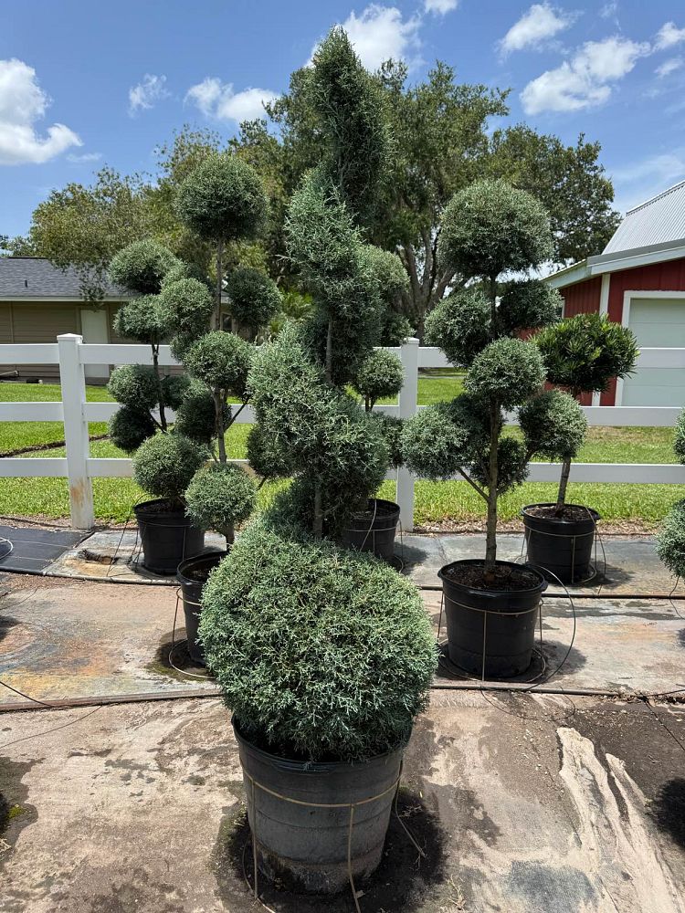 cupressus-arizonica-glabra-carolina-sapphire-topiary-spiral-arizona-blue-cypress-smooth-bark-arizona-cypress-callitropsis-glabra